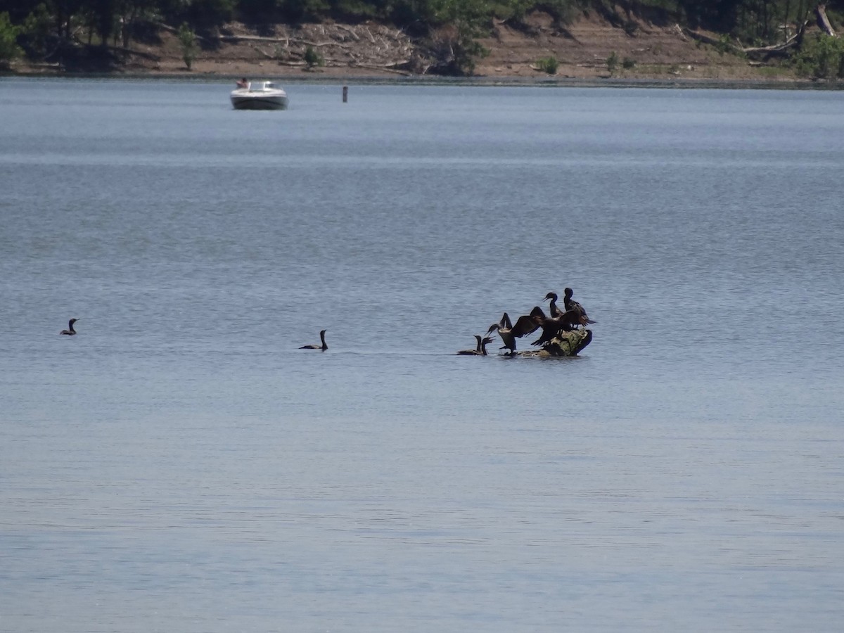 Double-crested Cormorant - ML104532961