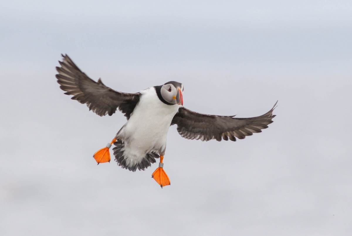 Atlantic Puffin - ML104534001