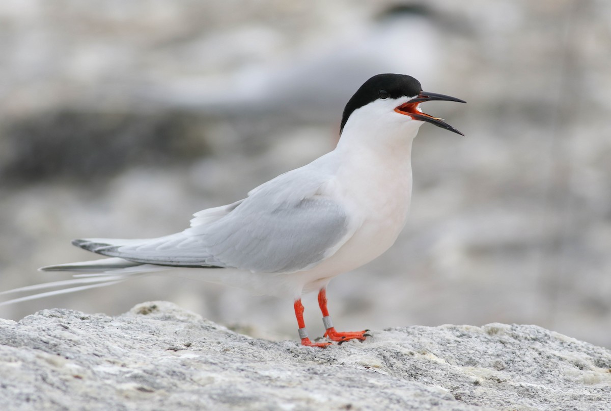 Roseate Tern - ML104534151