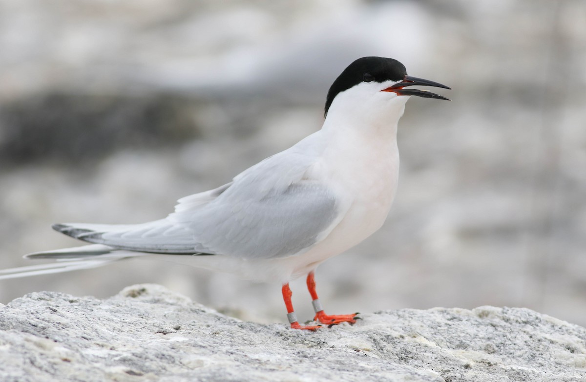 Roseate Tern - ML104534171