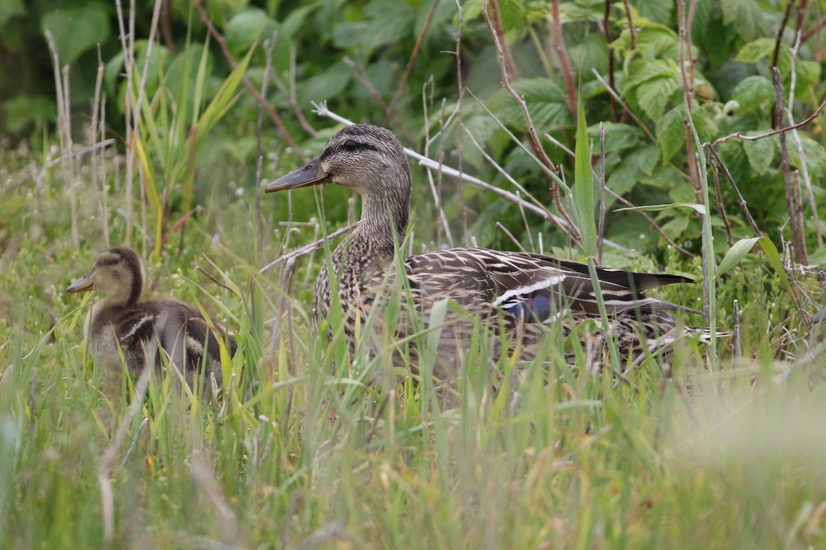 Mallard - ML104534501