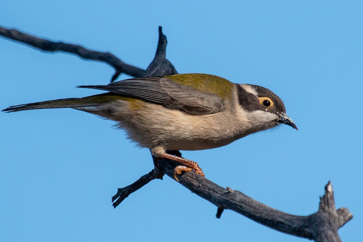 Brown-headed Honeyeater - ML104535141