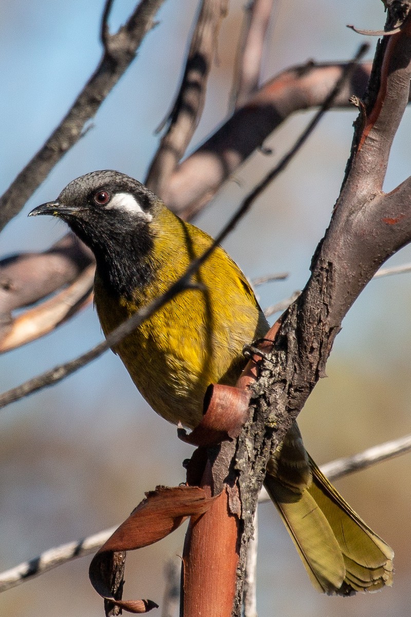 White-eared Honeyeater - ML104535231