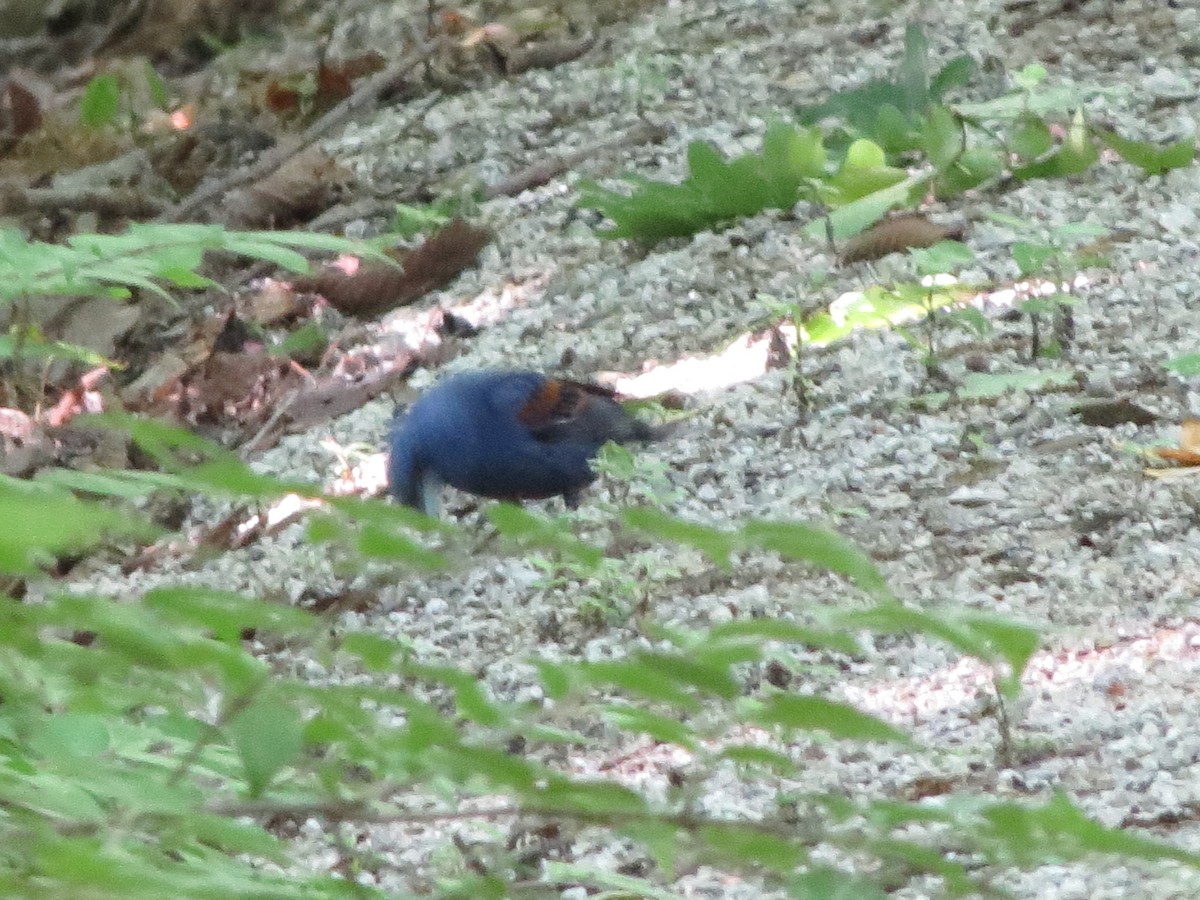 Blue Grosbeak - ML104535361