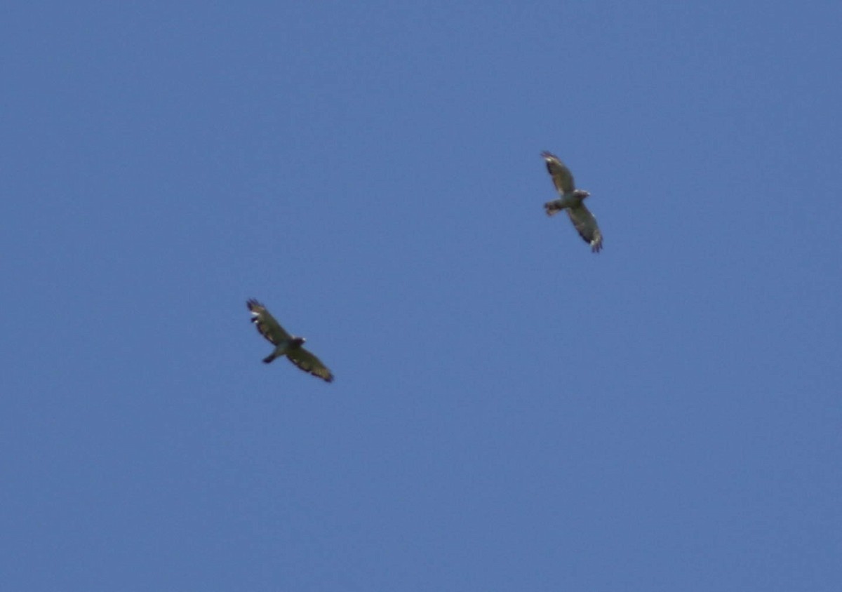 Broad-winged Hawk - ML104536591