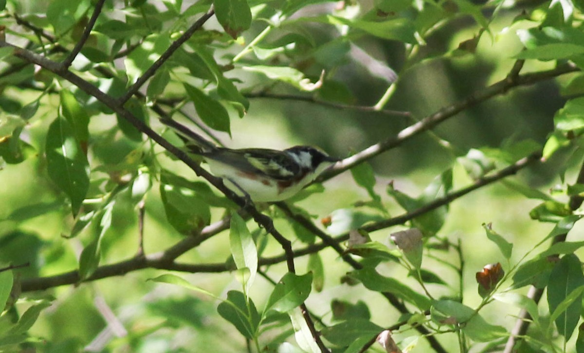 Chestnut-sided Warbler - ML104536671