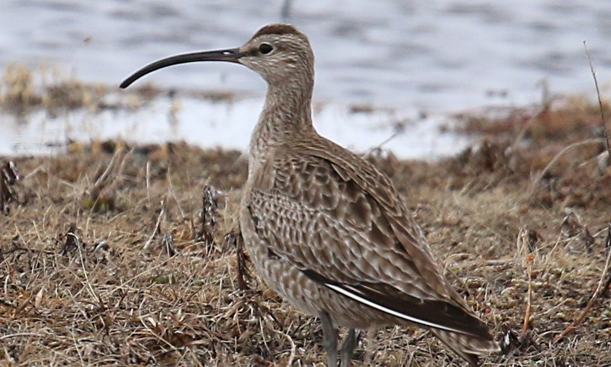 チュウシャクシギ（variegatus） - ML104543951