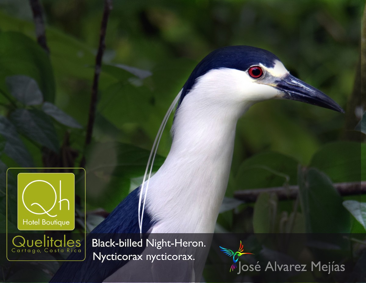 Black-crowned Night Heron - ML104544241