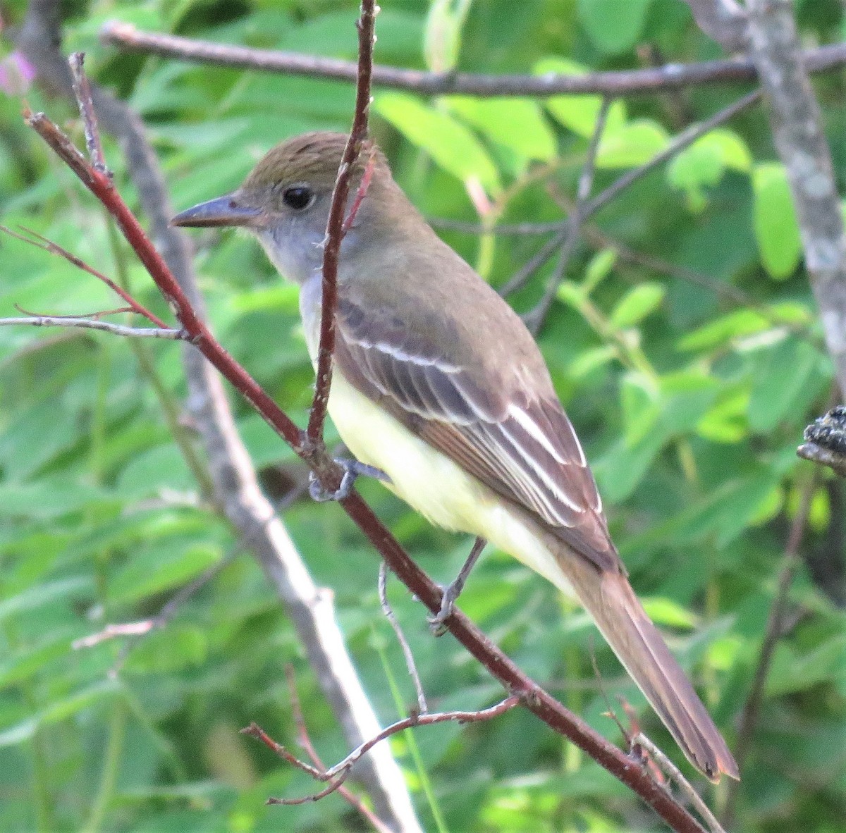 Great Crested Flycatcher - ML104546061