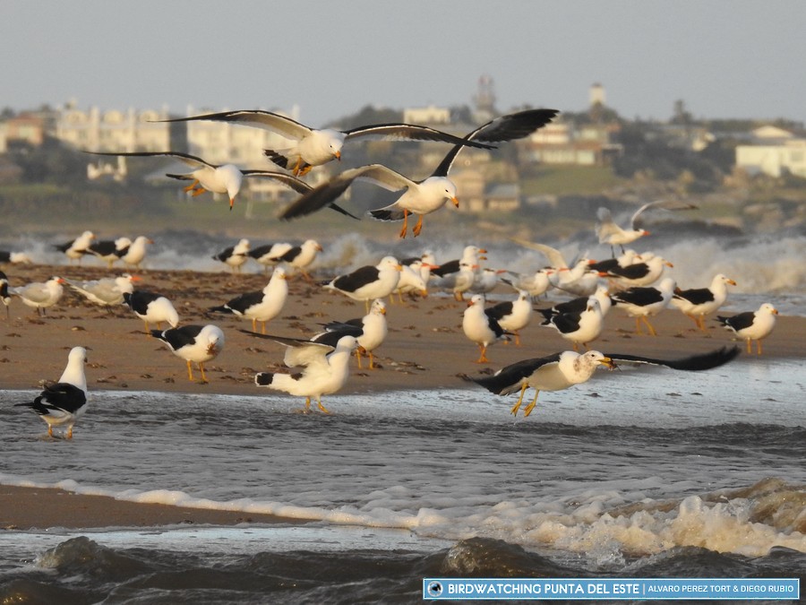 Gaviota Cangrejera - ML104546481