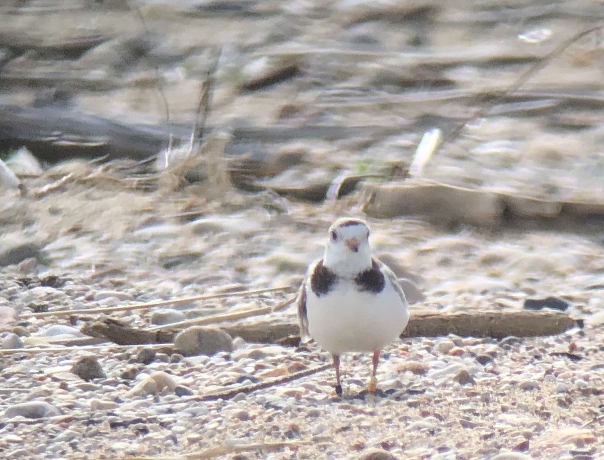 Piping Plover - ML104548701