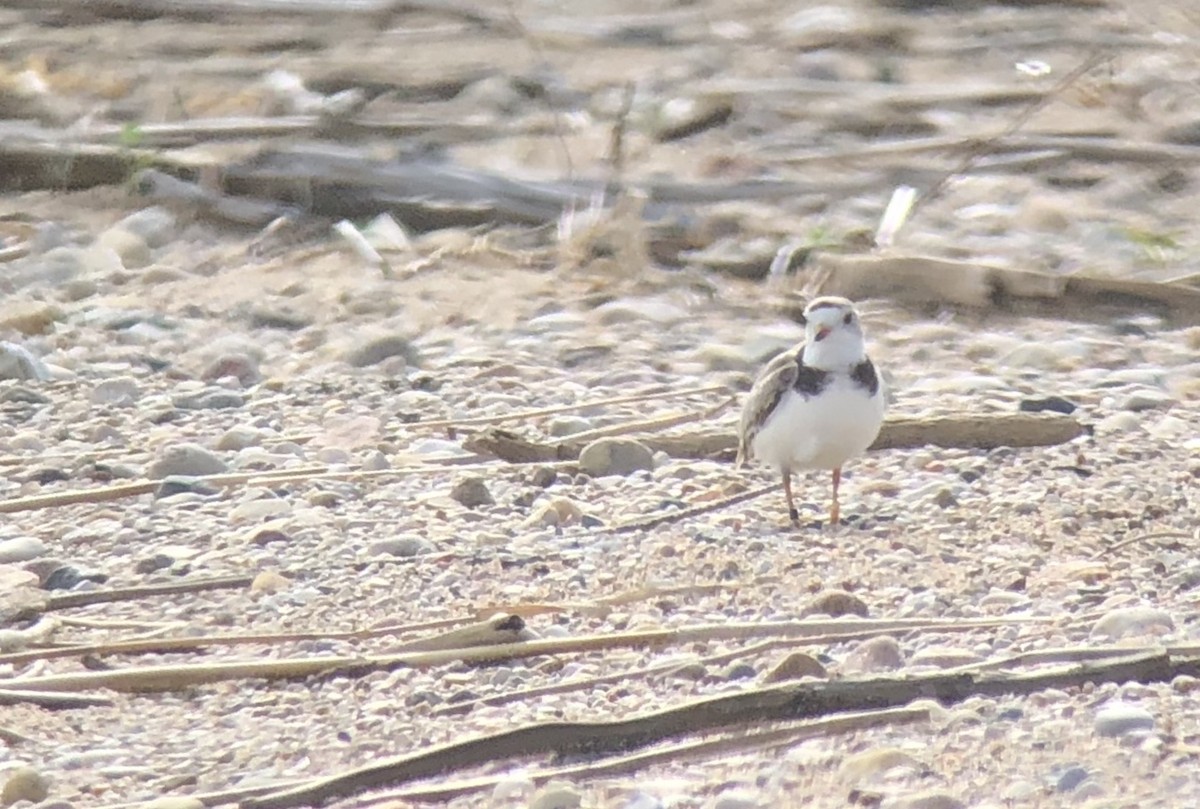 Piping Plover - ML104548761