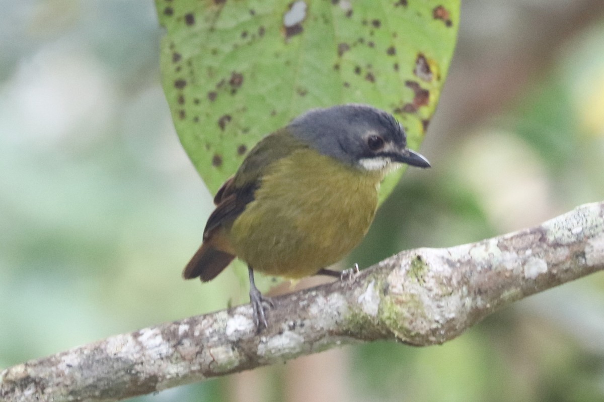 Green-backed Robin - ML104550841