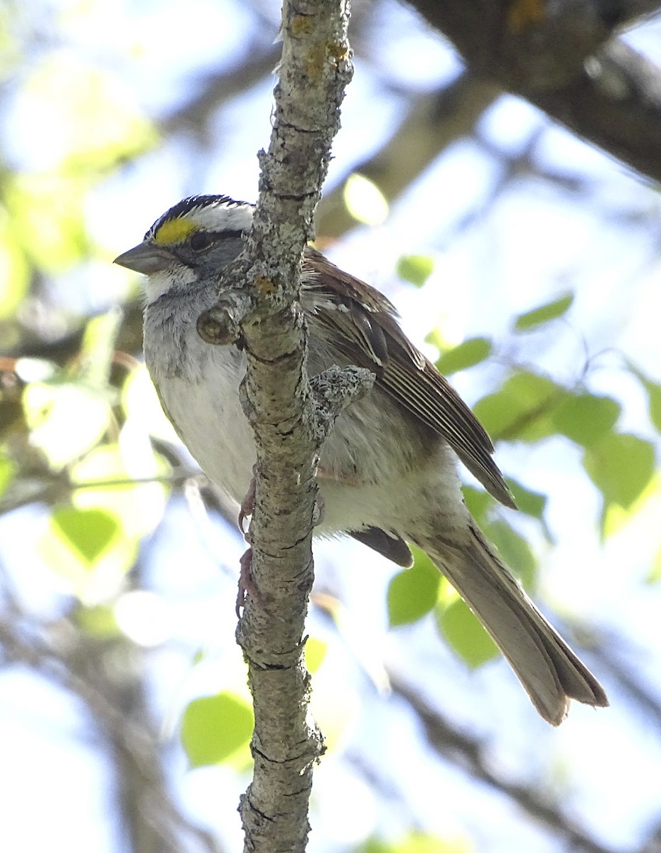 White-throated Sparrow - ML104551811