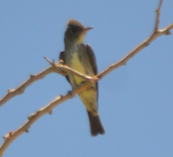 Olive-sided Flycatcher - John McCallister