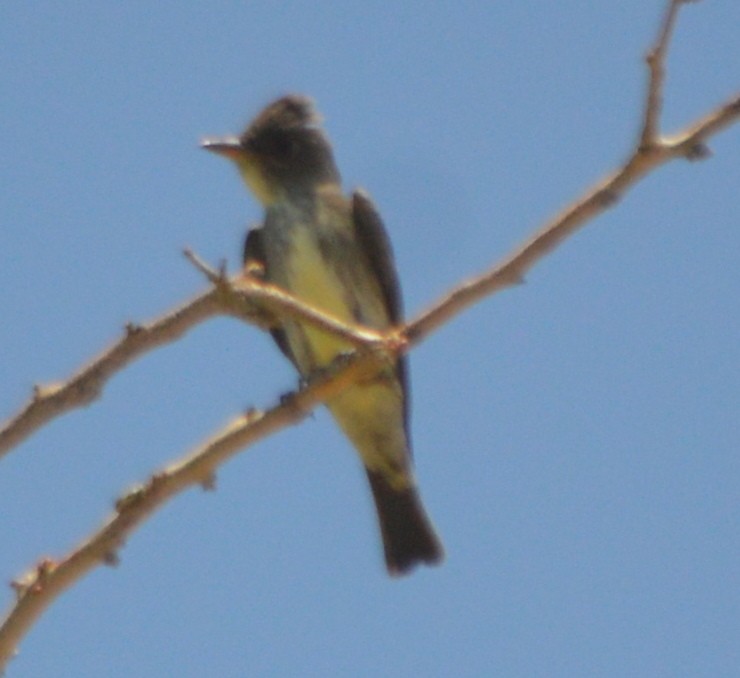 Olive-sided Flycatcher - John McCallister