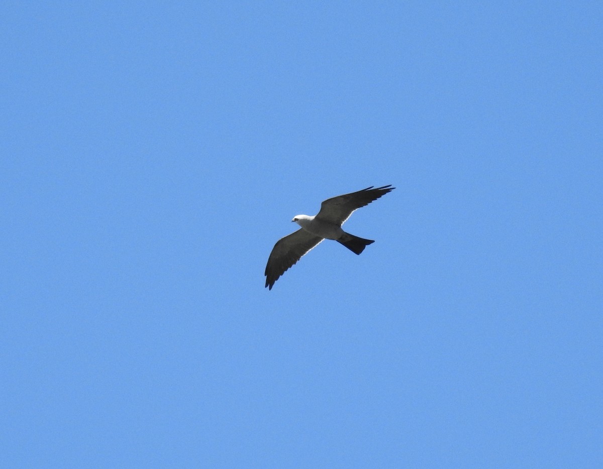 Mississippi Kite - ML104553541