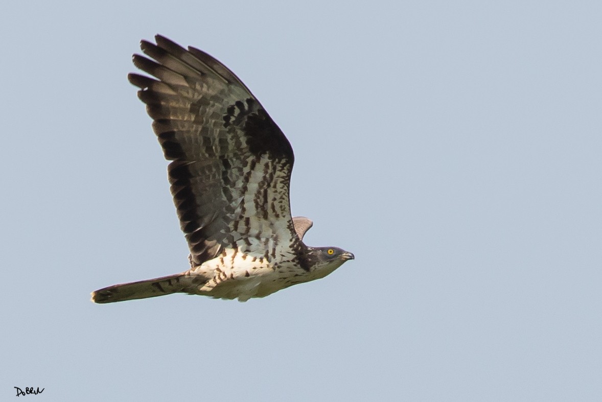 European Honey-buzzard - Dobrin Botev