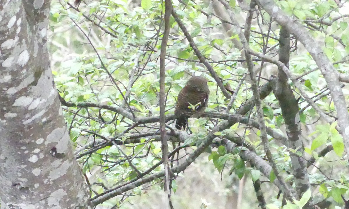 Asian Barred Owlet - ML104554941