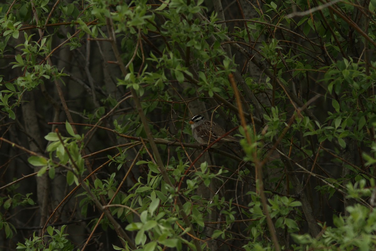 White-crowned Sparrow - ML104555631