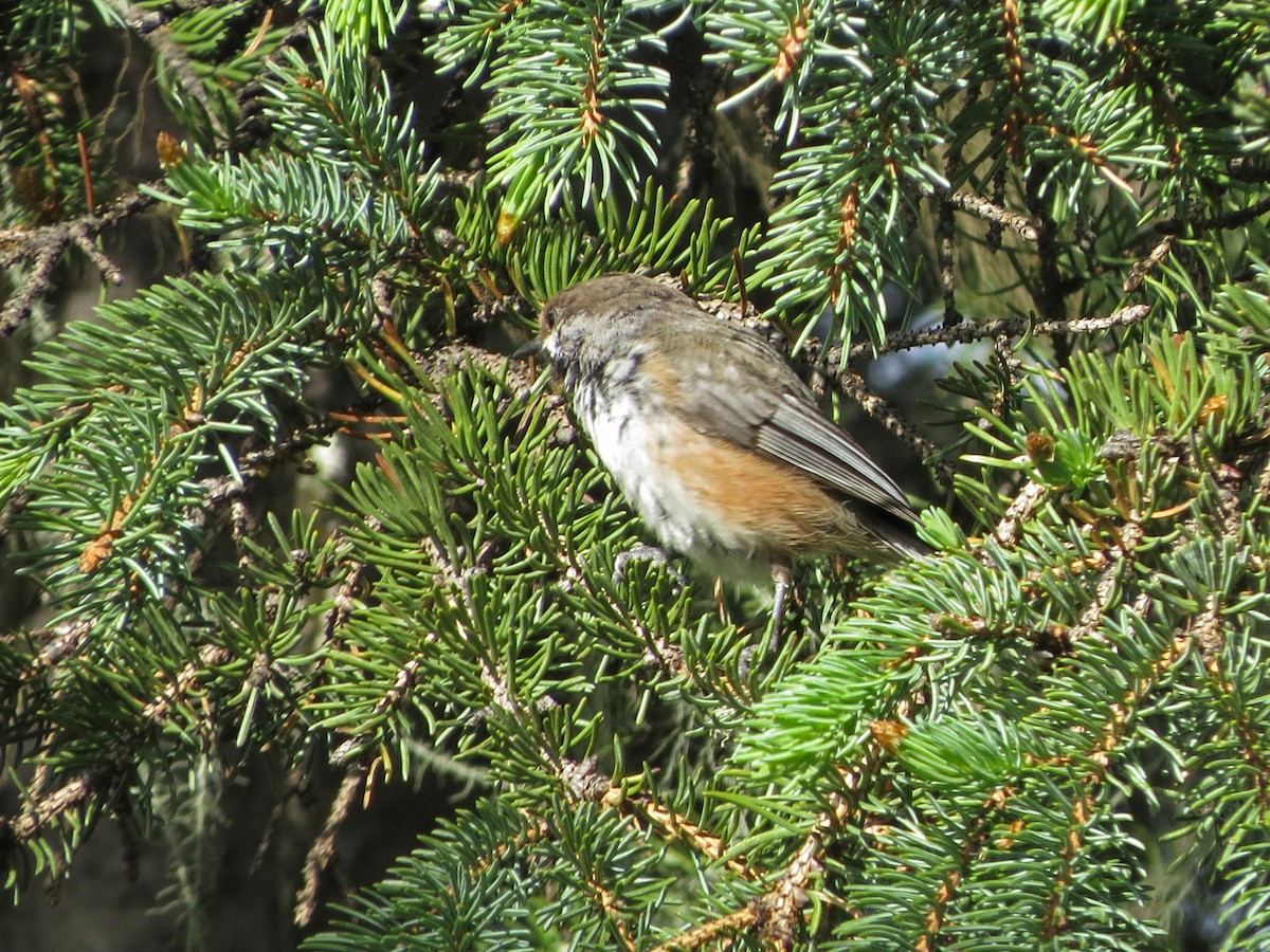 Boreal Chickadee - Tom Edell