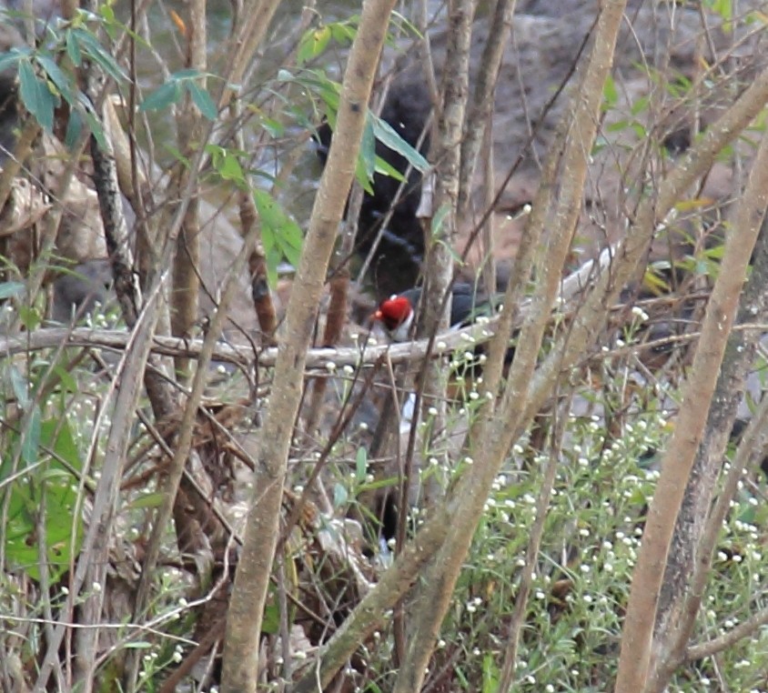 Yellow-billed Cardinal - ML104556611