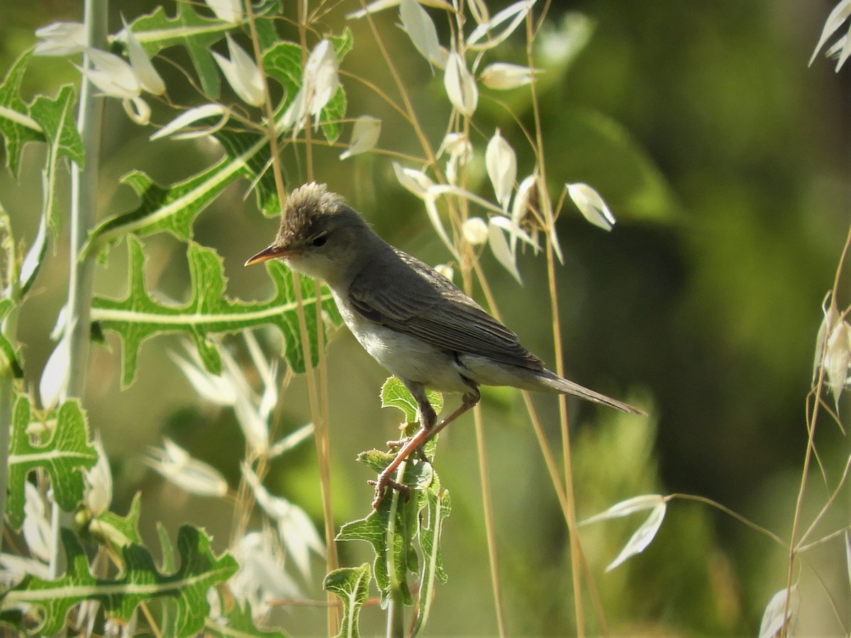 Eastern Olivaceous Warbler - ML104557101