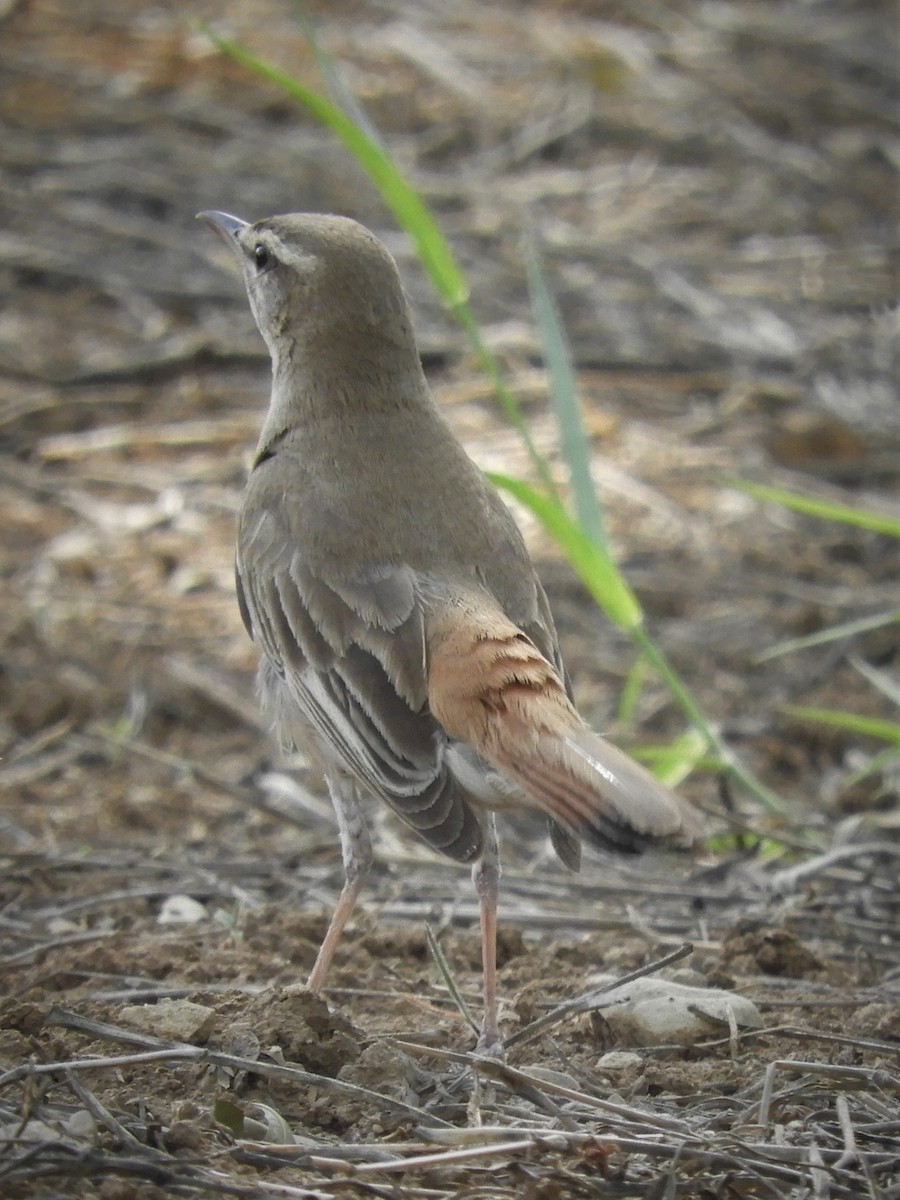 Rufous-tailed Scrub-Robin (Rufous-tailed) - ML104557111