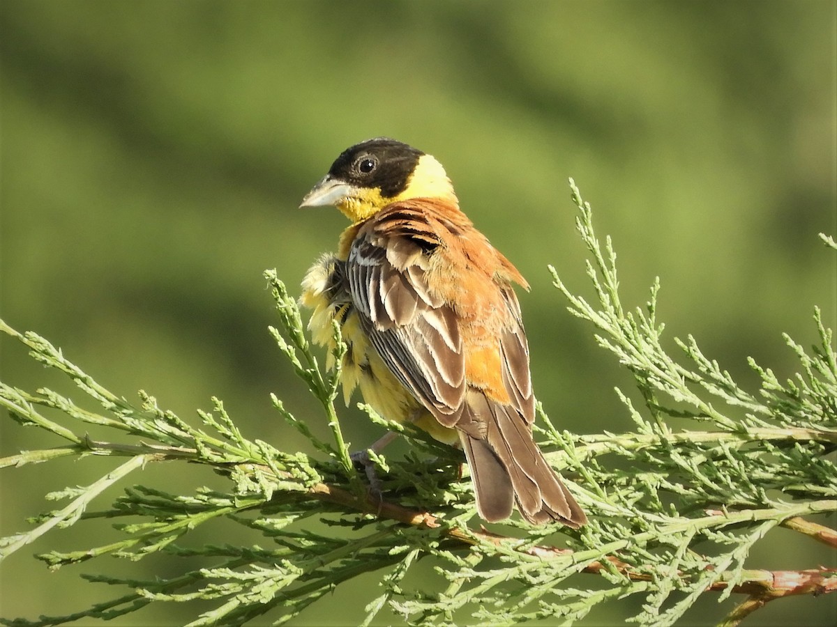 Black-headed Bunting - ML104557131
