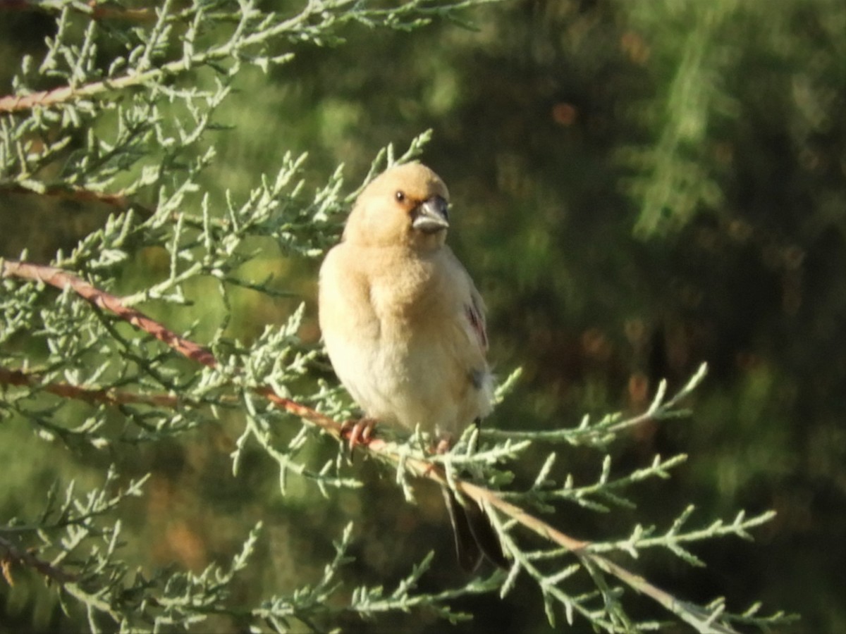 Desert Finch - ML104557141