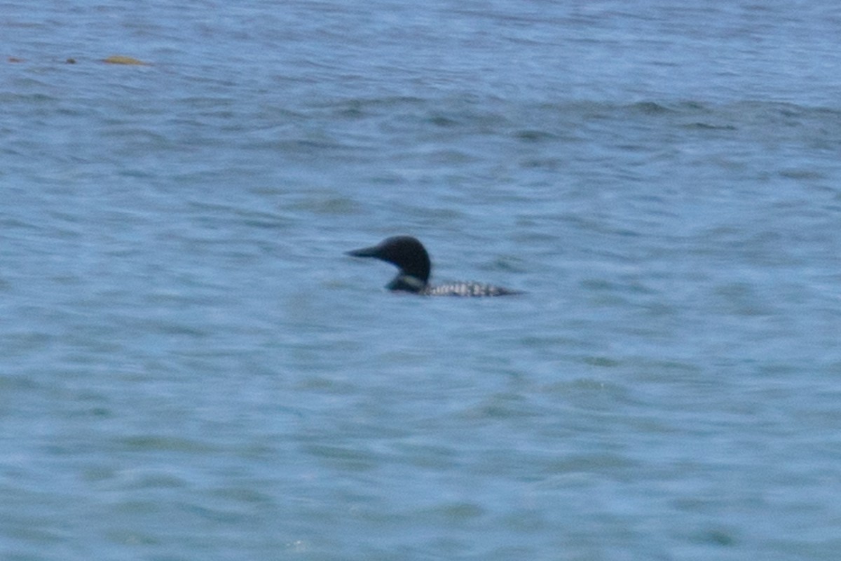 Colimbo Grande - ML104559041