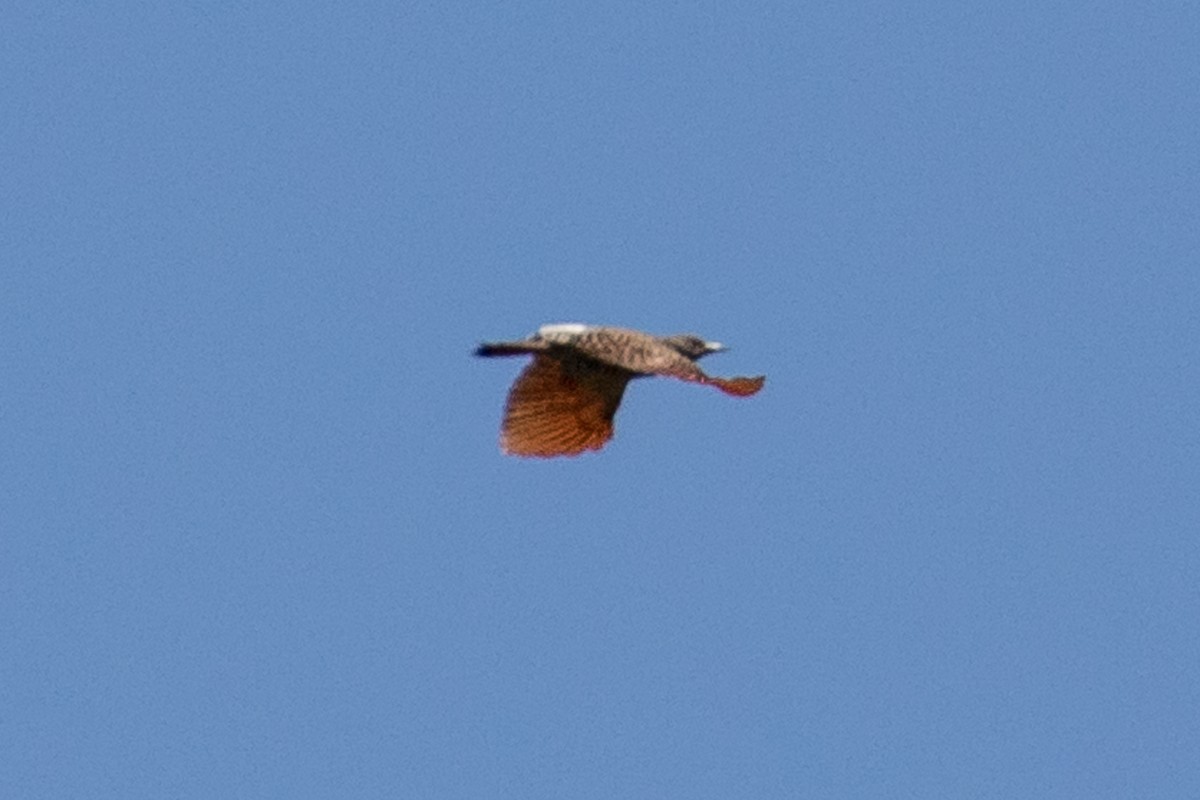 Carpintero Escapulario - ML104559081