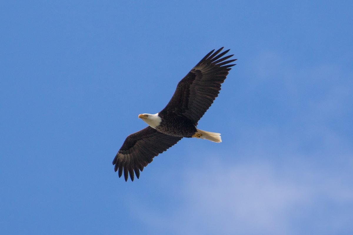 Pigargo Americano - ML104559091