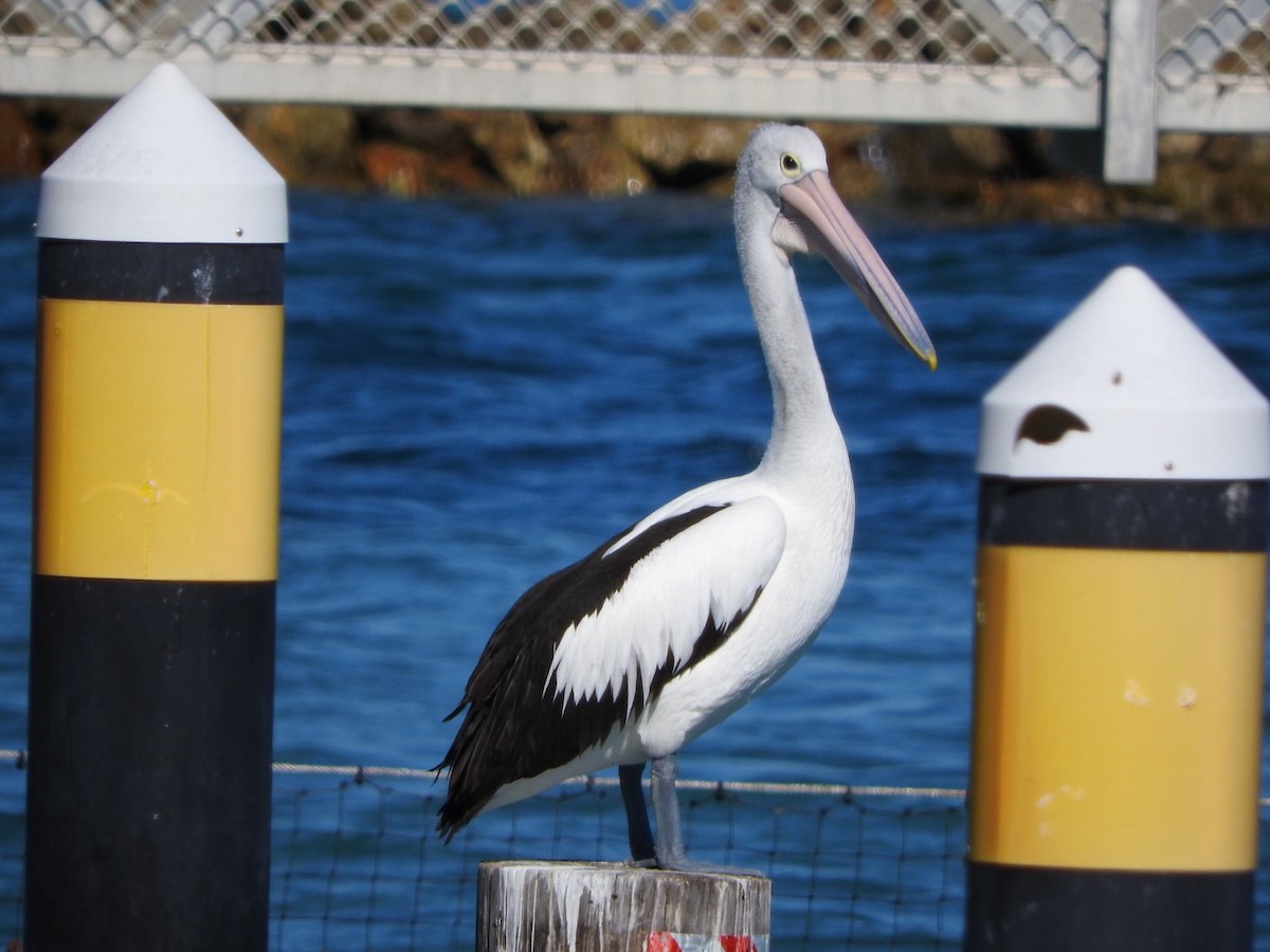 Australian Pelican - ML104559231