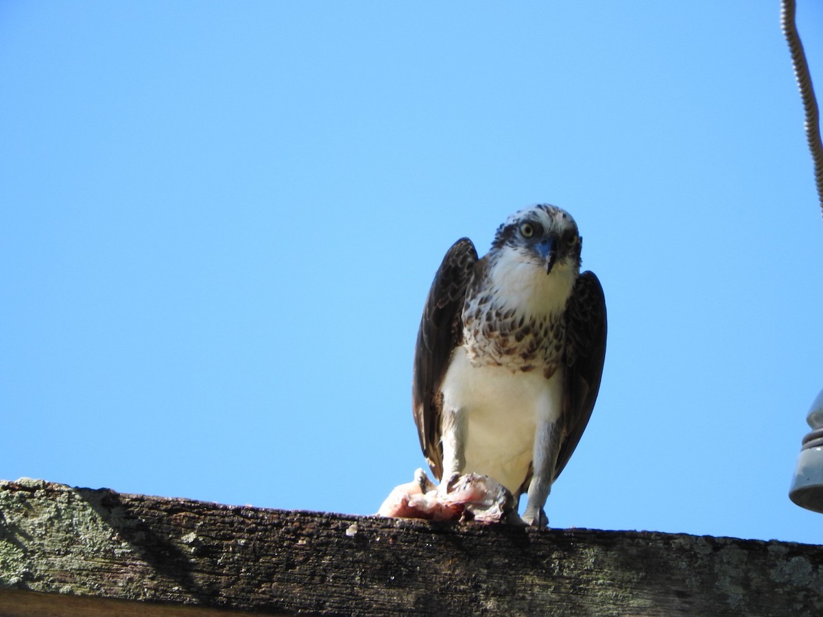 Osprey - ML104559261