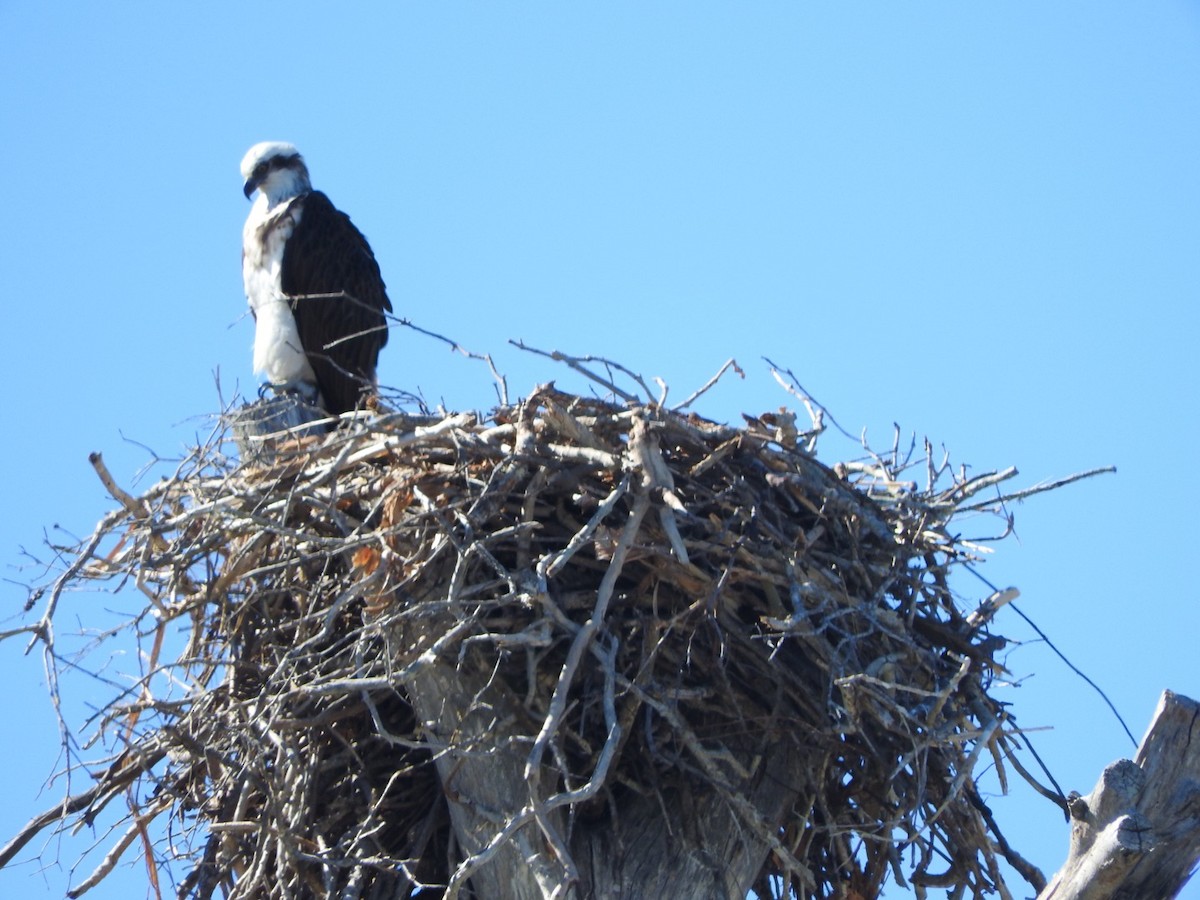 Osprey - ML104559271