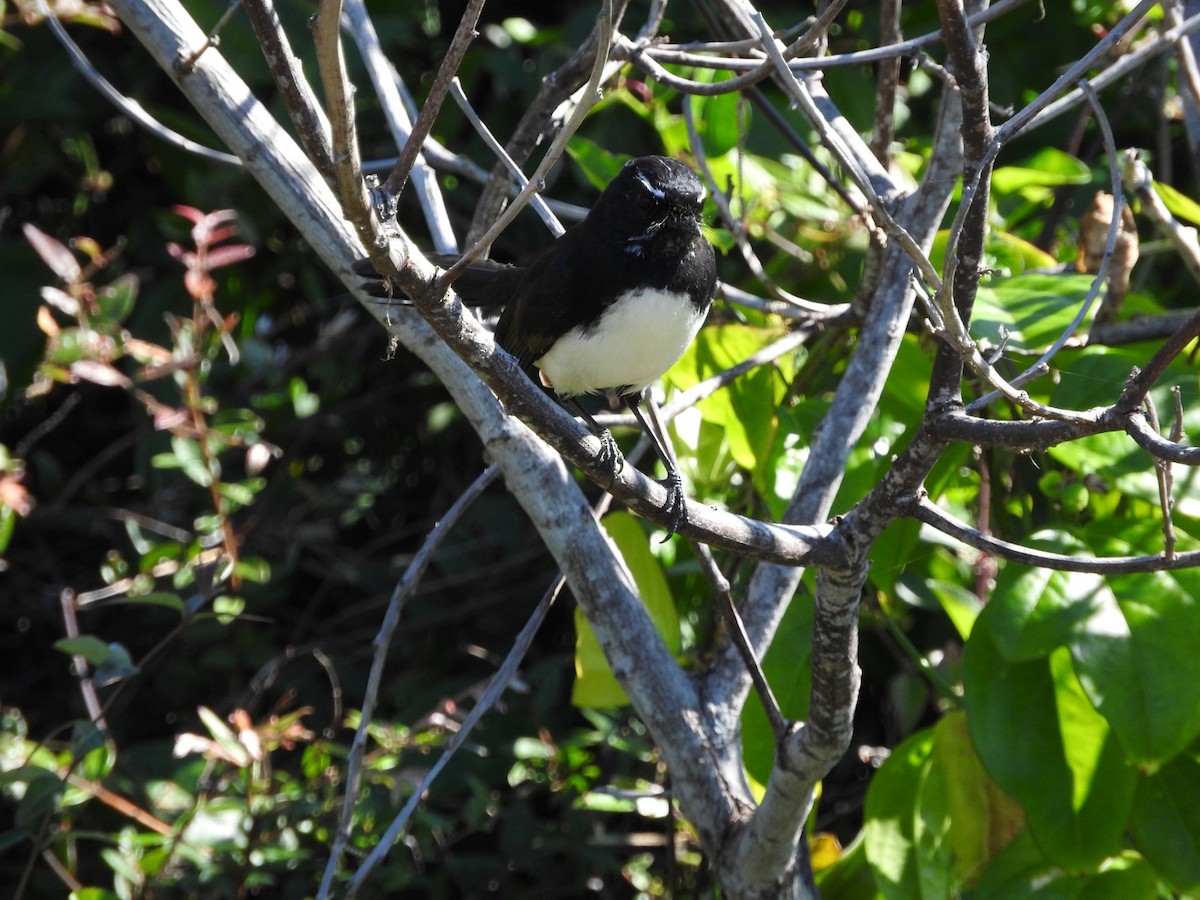 Willie-wagtail - Daniel Eban