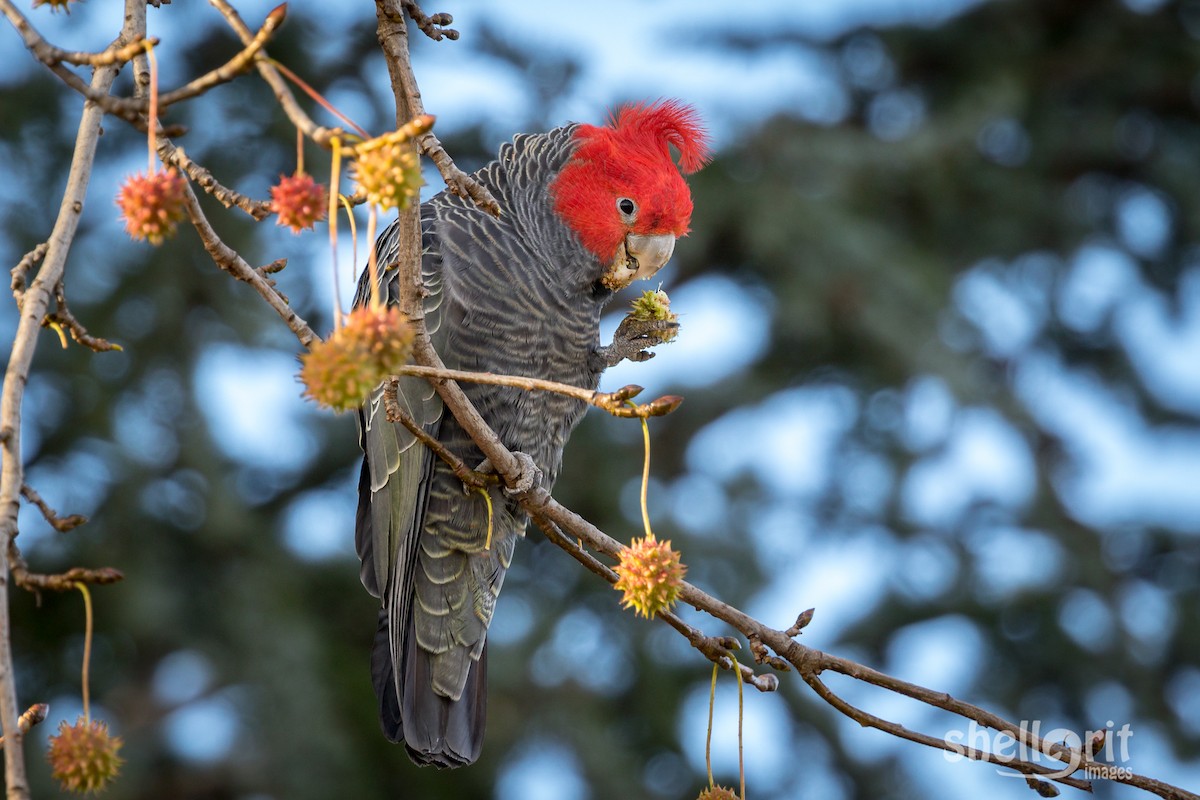 Gang-gang Cockatoo - Luke Shelley