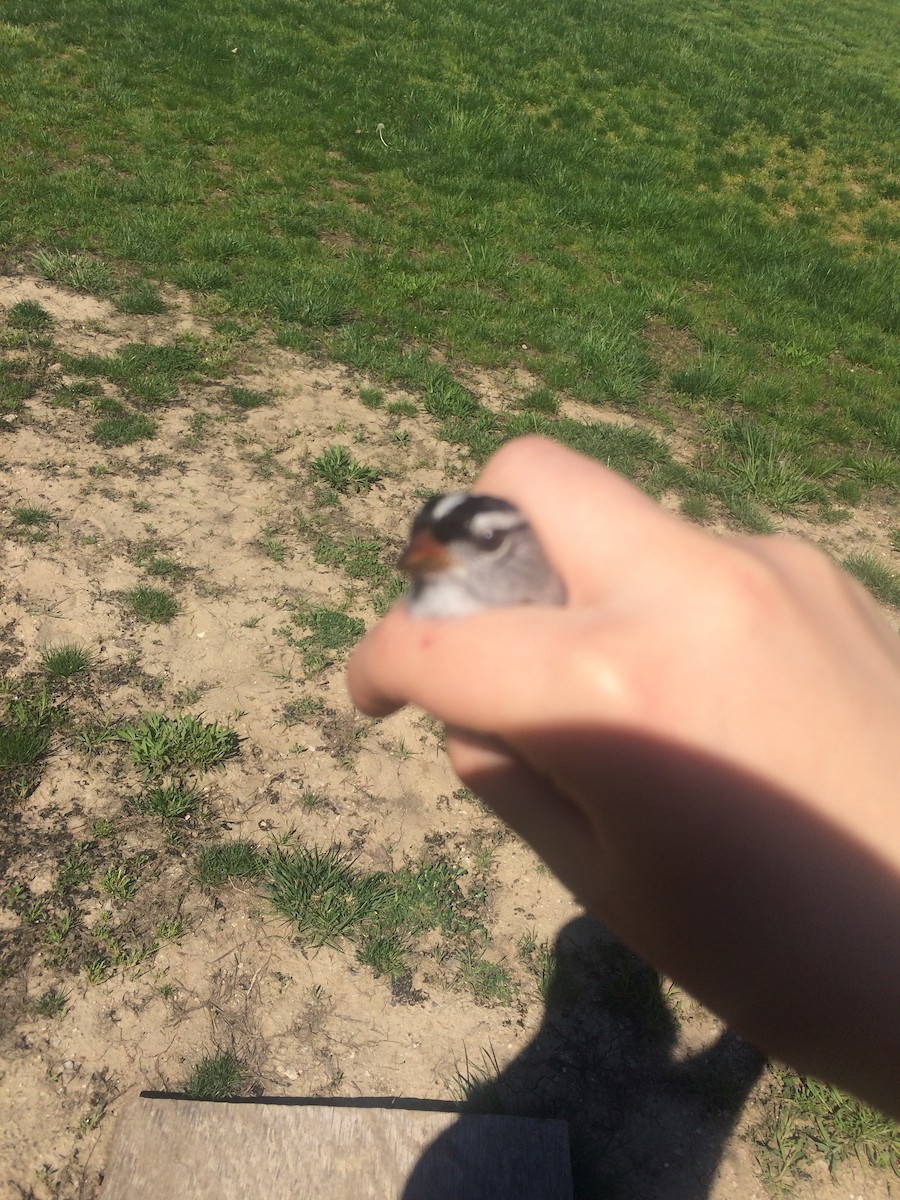 White-crowned Sparrow - ML104560351