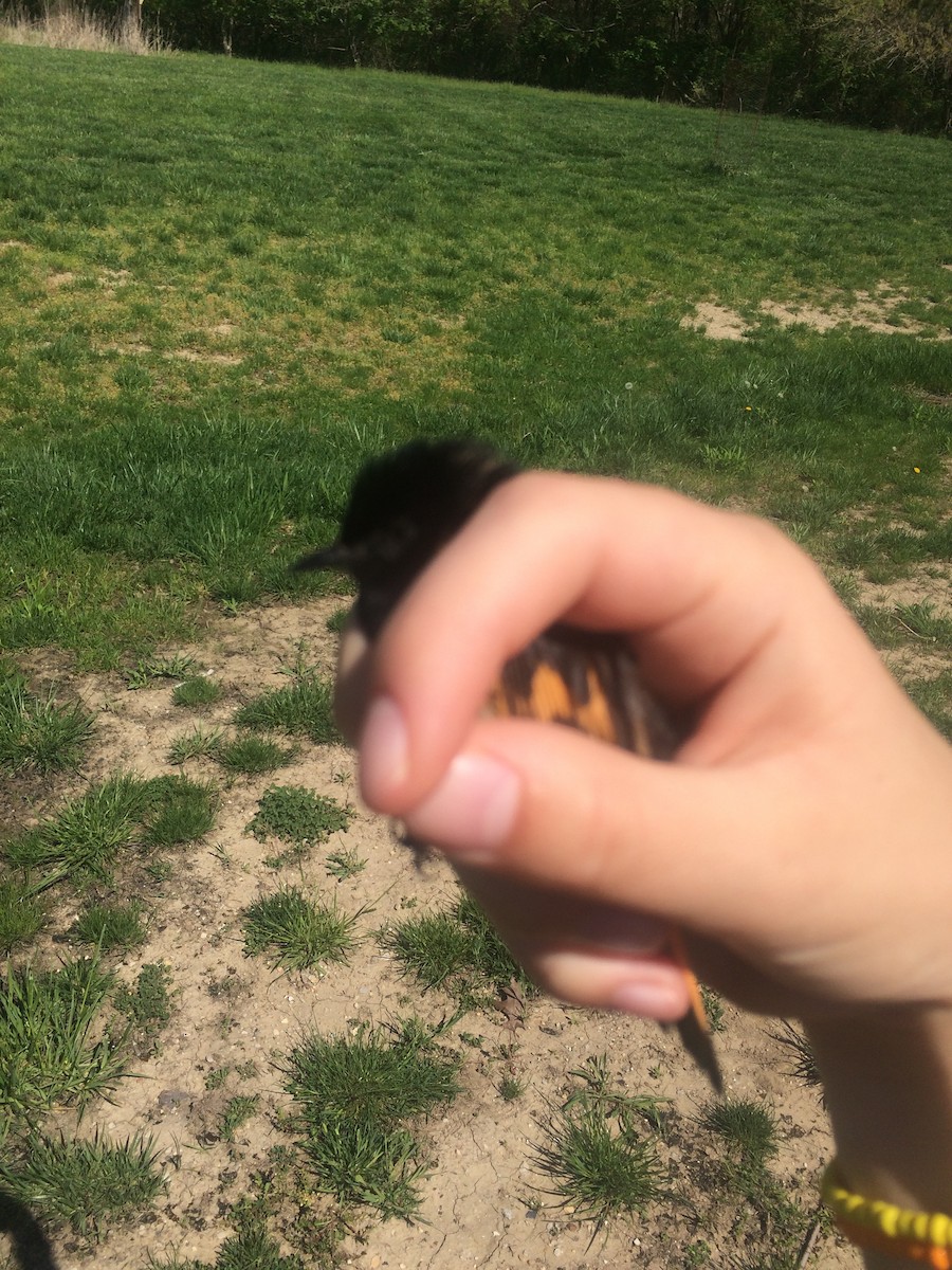American Redstart - ML104560391
