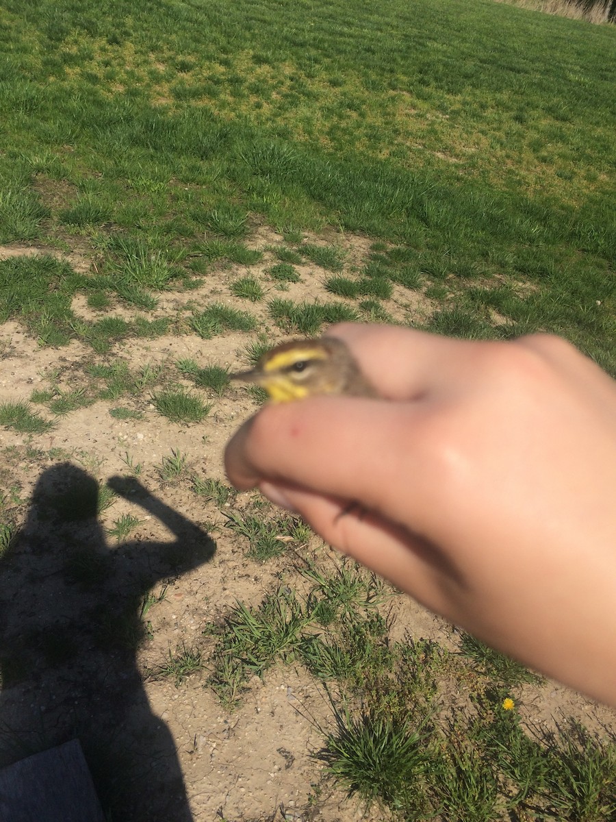 Palm Warbler - ML104560421
