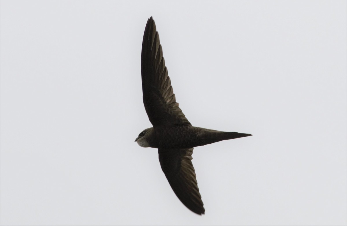 Pallid Swift - ML104560801