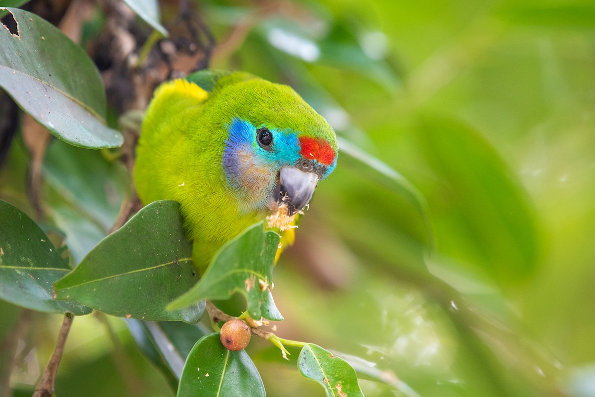 Double-eyed Fig-Parrot - ML104561261