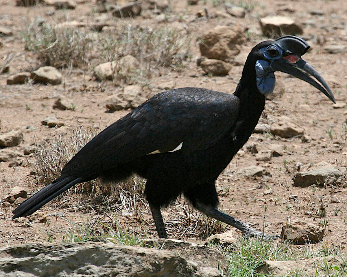 Abyssinian Ground-Hornbill - ML104562411