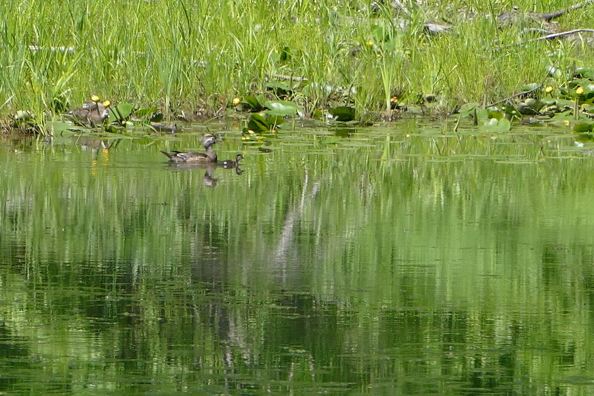 Wood Duck - Dan Nickerson