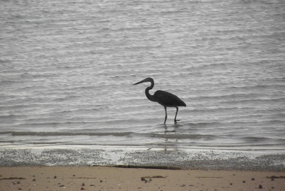 Great-billed Heron - Magen Pettit