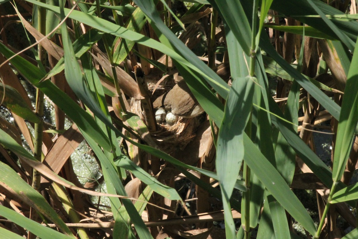 Common Reed Warbler - Ido Gal
