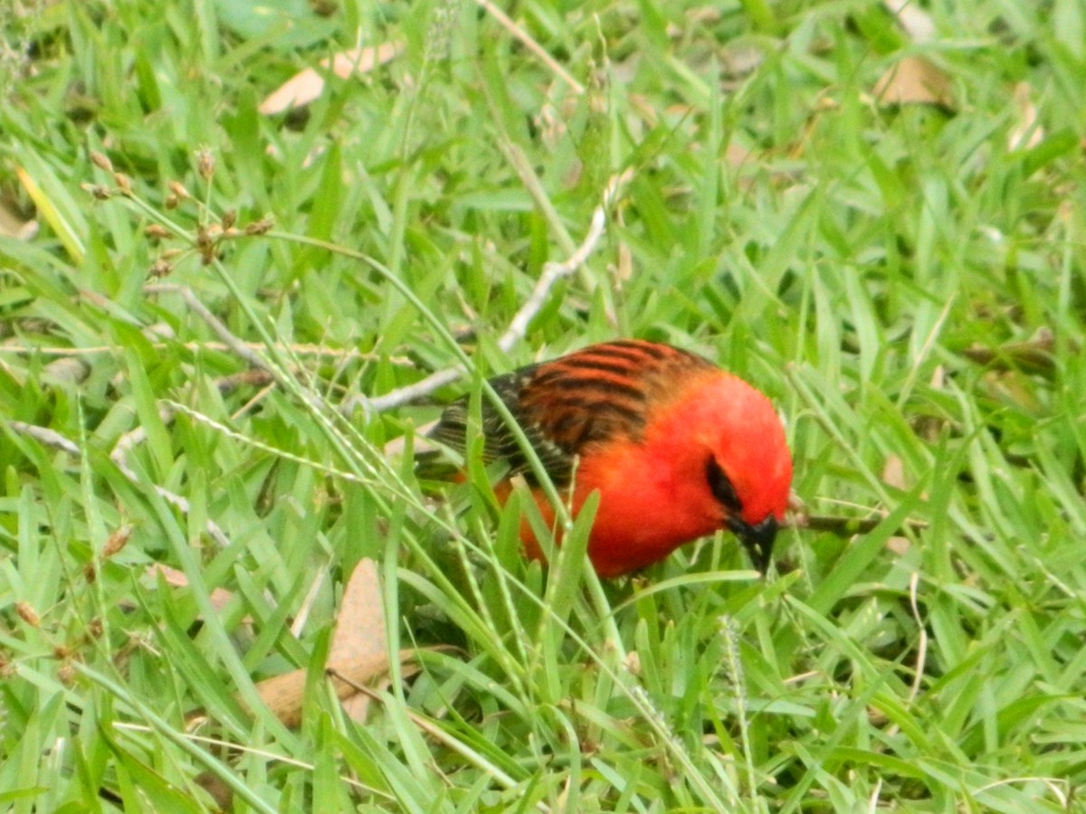 Red Fody - ML104565781