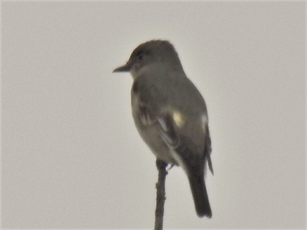 Olive-sided Flycatcher - ML104565791