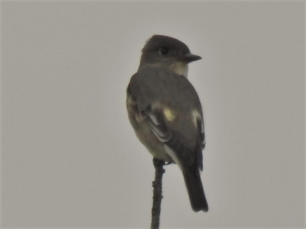 Olive-sided Flycatcher - ML104565801